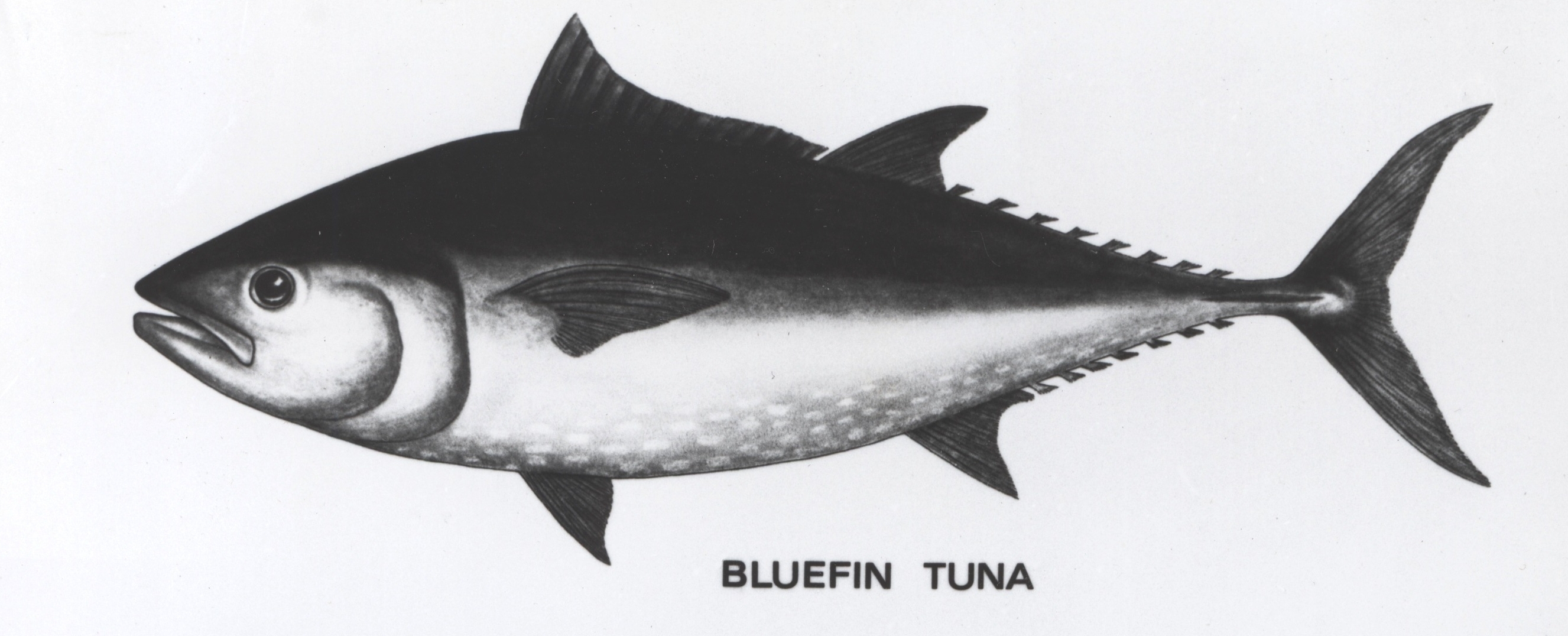 Bluefin.jpg