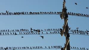 birdswires.jpg